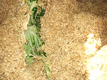 微生物の活動イメージ