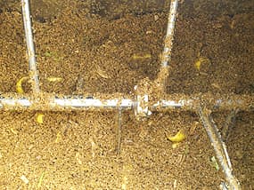 実験:二日目の分解状況。