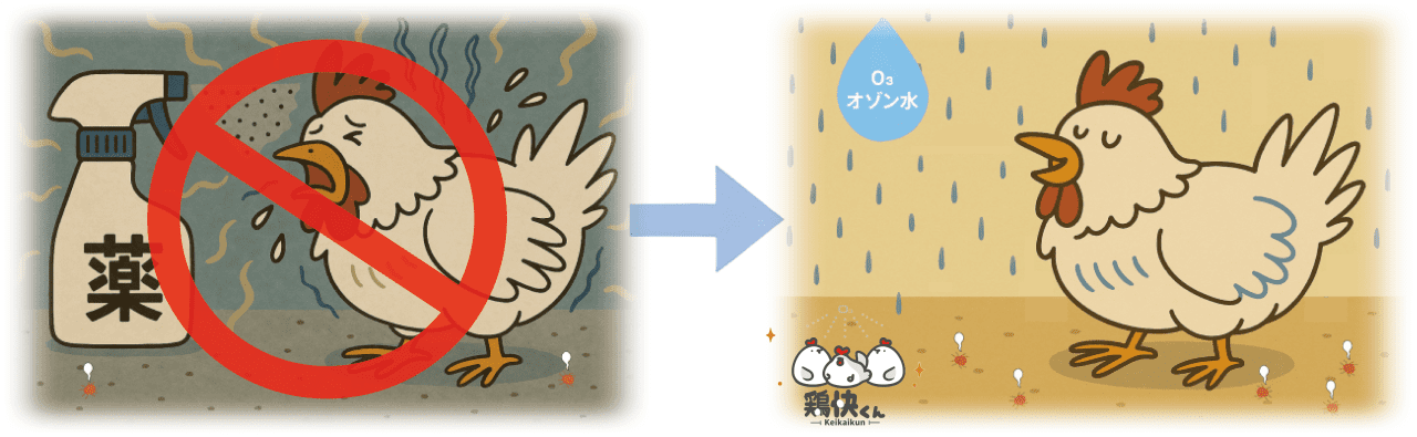 薬剤散布の代わりにオゾン水を使用することで鶏も元気になり生産性もアップ イメージ画像