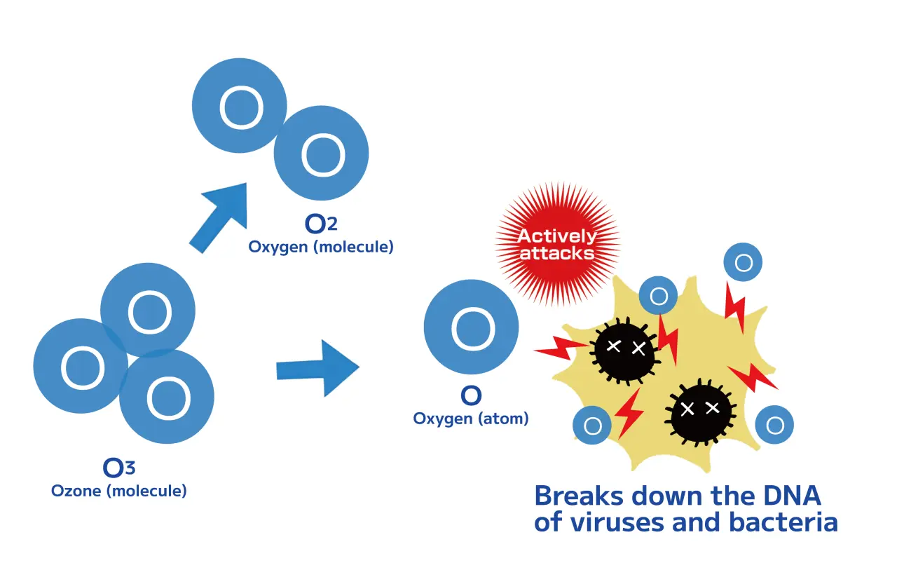 Mechanism of ozone attacking and destroying the DNA of viruses and bacteria