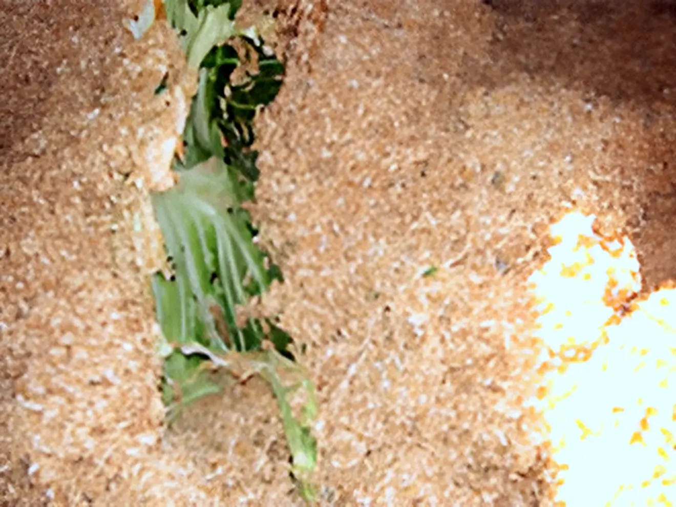 Image of microorganism activity