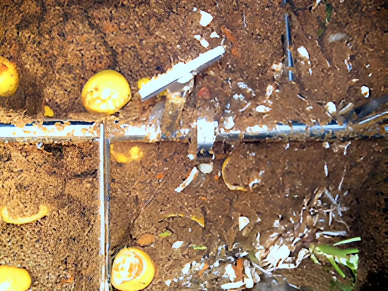 Experiment: Processing started.