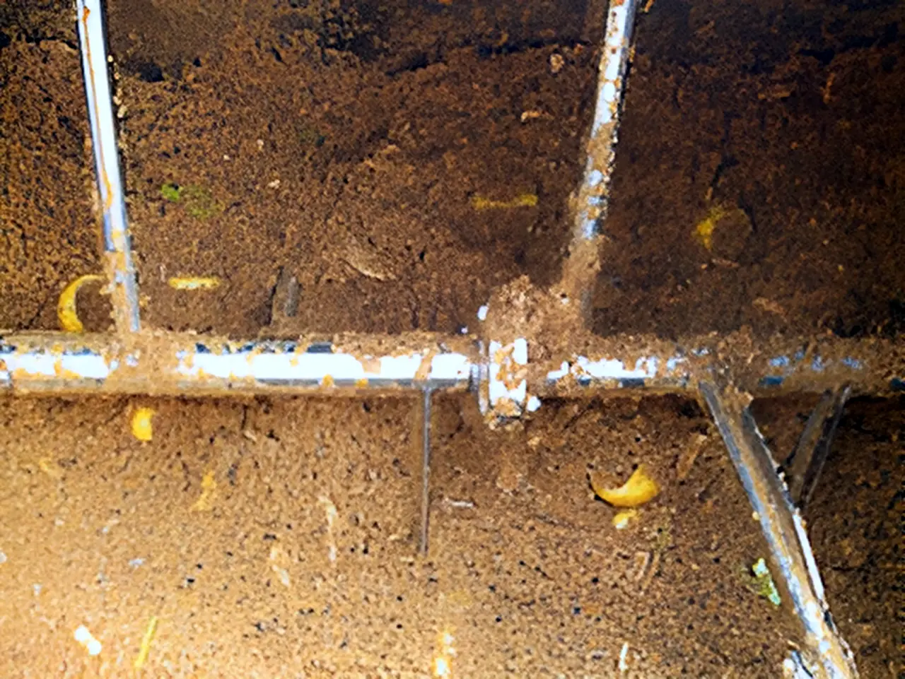 Experiment: Decomposition status on day 2.