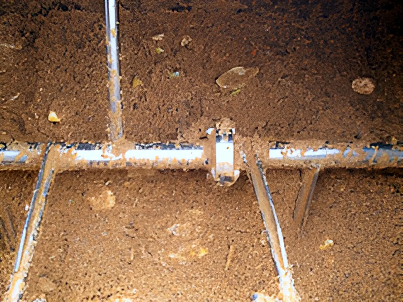 Experiment: Extinction status on day 3.