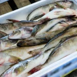 魚市場に出品された魚