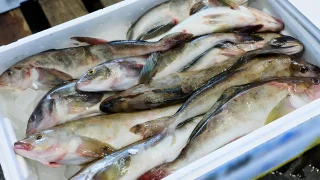 魚市場に出品された魚