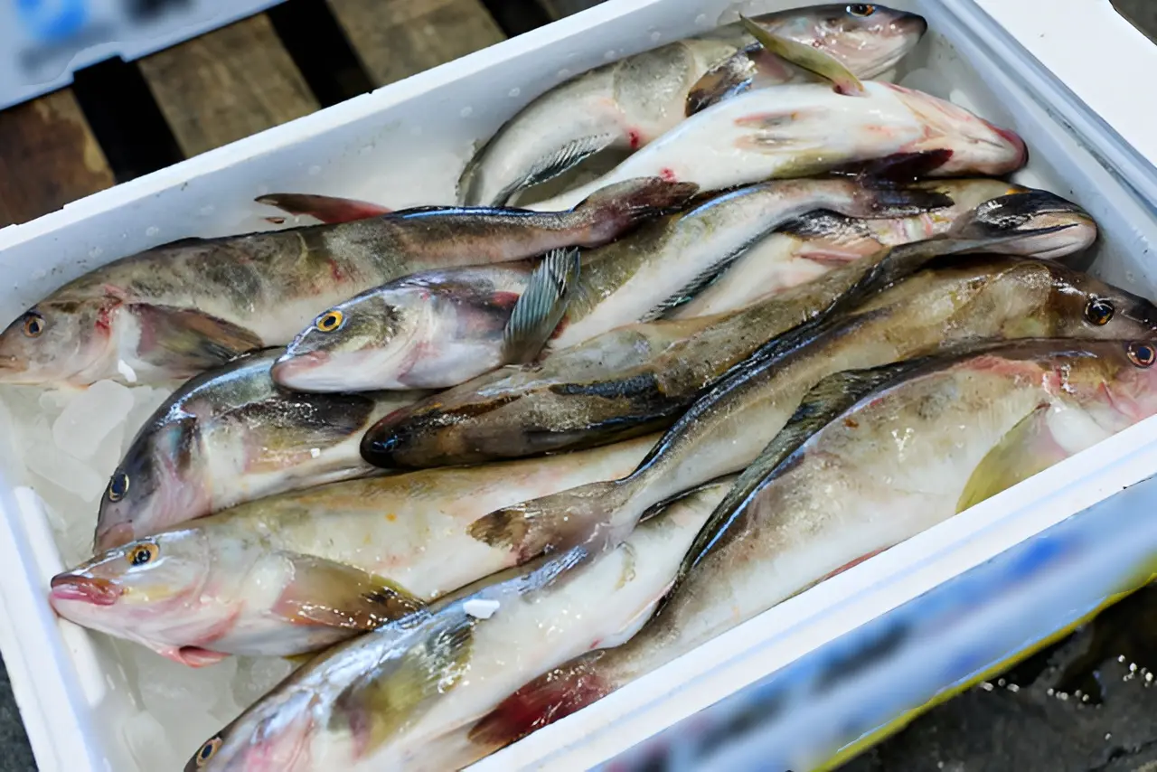 鮮魚の鮮度保持と衛生管理を目的としたオゾン水洗浄のイメージ