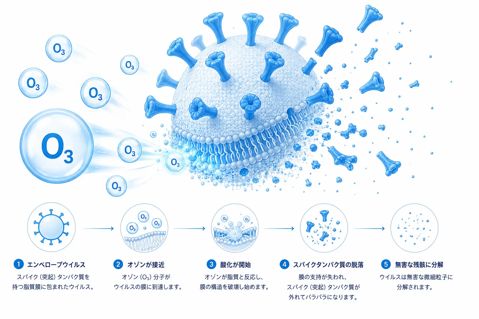 オゾンがエンベロープ型ウイルスの脂質膜と表面タンパク質を酸化分解するイメージ
