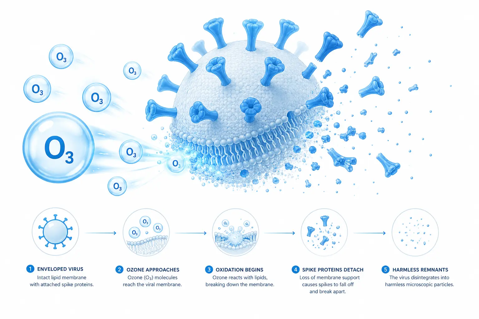 Diagram showing ozone molecules oxidizing and physically destroying the lipid membrane and spike proteins of an enveloped virus.